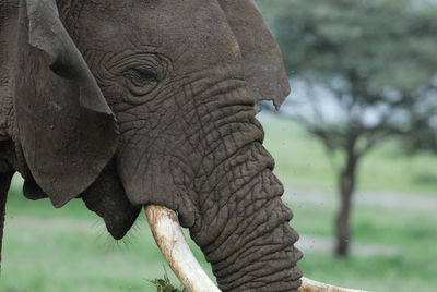 African elephant in lake manyara national park