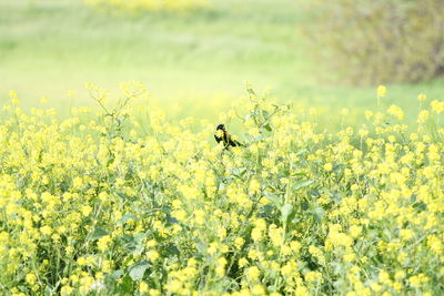 Bird perching on yellow flowering plant