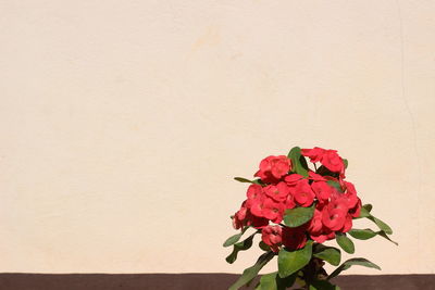 Close-up of red rose against wall