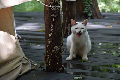 Portrait of white dog sitting on wood