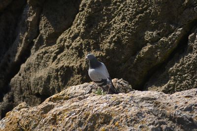 Bird perching on rock