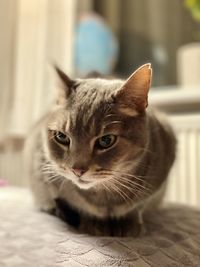 Close-up portrait of tabby cat