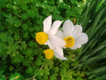 Close-up of white flowering plant