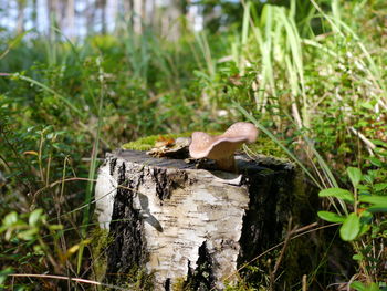 Close-up of mushrooms growing on tree trunk