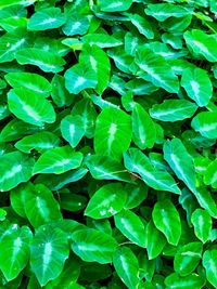 Full frame shot of green leaves