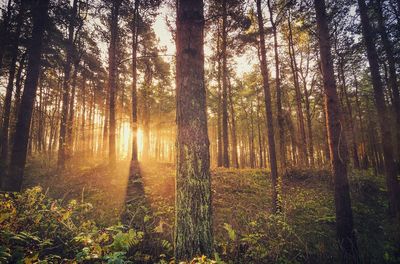 Sunlight streaming through trees in forest during sunrise