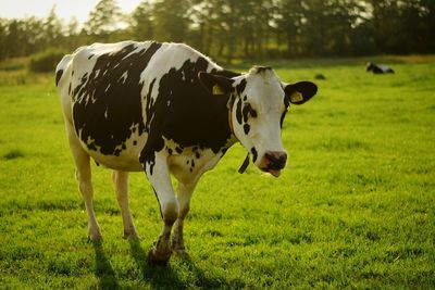 Portrait of cow standing on field