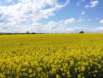 Scenic view of oilseed rape field against sky