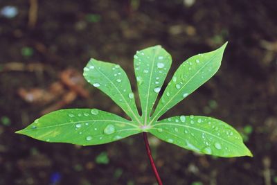 Close-up of wet plant leaves during rainy season