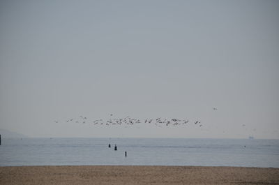 Birds flying over beach against sky