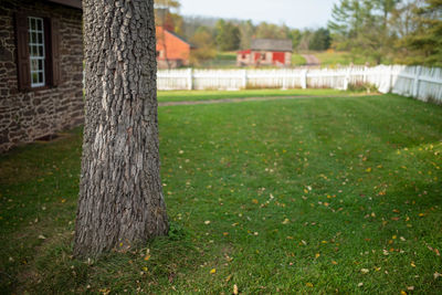 Trees and grass on field