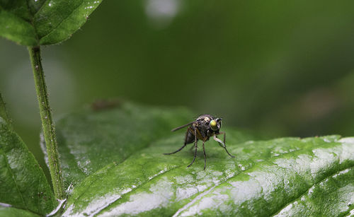 Close-up of insect on plant