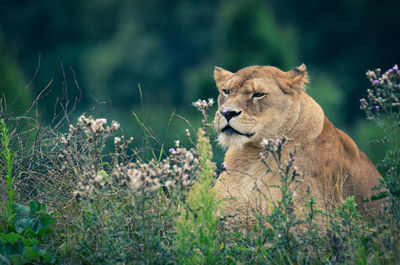 Cat looking away on field