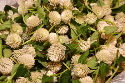 High angle view of flowering plants