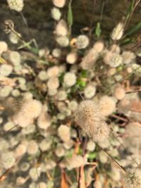 Close-up of flower