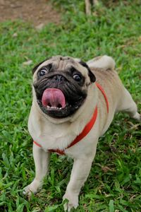 Portrait of a dog on field