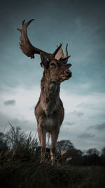 Deer standing on field against sky