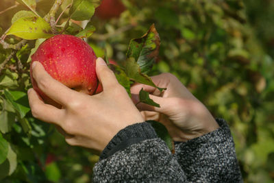 Cropped hands of woman picking apple from tree