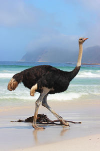 View of a bird on beach