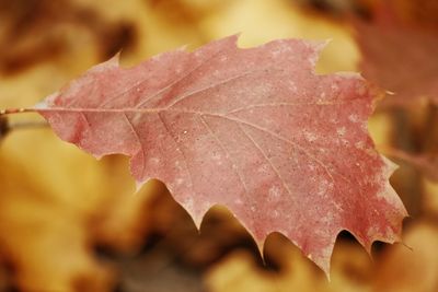 Close-up of dried maple leaves