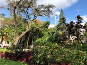 View of flowering plants in garden