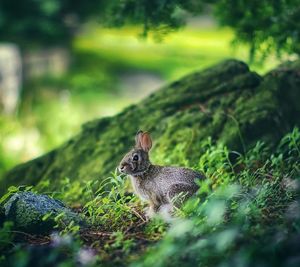 Side view of alert rabbit on field