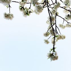 Low angle view of cherry blossoms