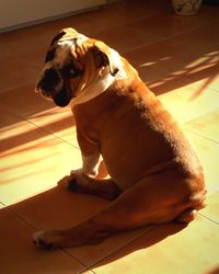 Close-up of dog sitting at home