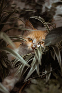 High angle portrait of a kitten