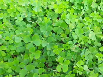 There are many fresh green clover leaves as background.