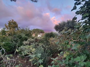 Low angle view of trees against sky during sunset