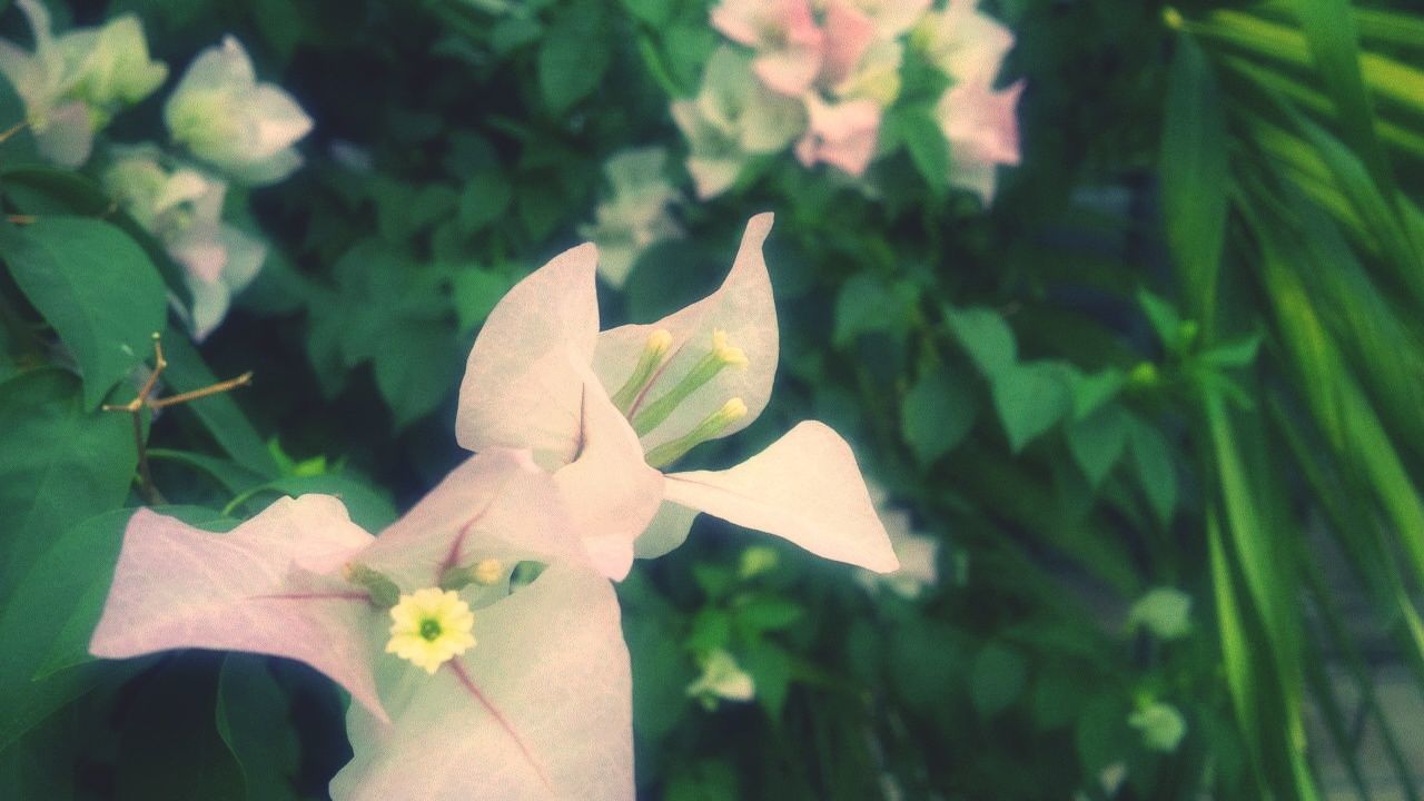 flower, petal, freshness, fragility, flower head, growth, focus on foreground, close-up, beauty in nature, nature, leaf, blooming, plant, single flower, stamen, in bloom, white color, pollen, day, outdoors