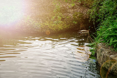 Scenic view of lake