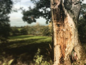 Close-up of tree trunk in forest