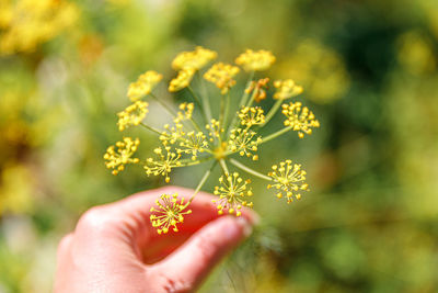 Close-up of hand holding flowering plant