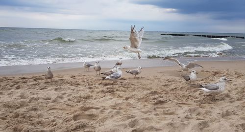 View of seagulls on beach