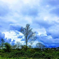 Plants growing on land against sky