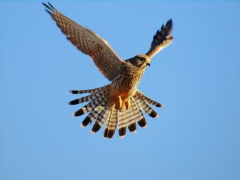 Low angle view of eagle flying against clear sky