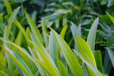 Close-up of fresh green plant in field