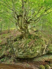 Trees growing in forest