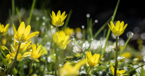 Close-up of yellow flowering plants on field