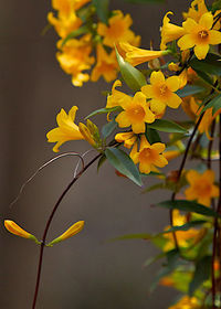 Close-up of yellow flower