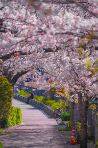 Cherry blossoms in park