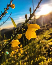 Close-up of yellow flowering plant against sky