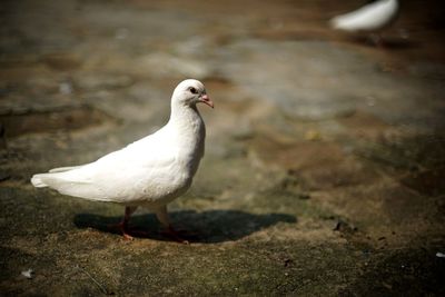 High angle view of seagull perching on land