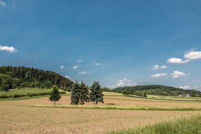 Trees on field against sky