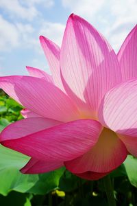 Close-up of pink flowers blooming against sky