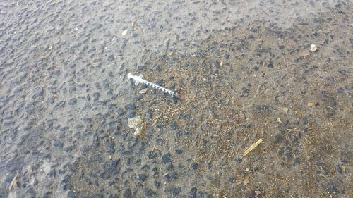 High angle view of starfish on beach