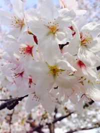 Close-up of white apple blossoms in spring