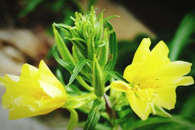 Close-up of yellow flower